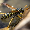 Haus-Feldwespe (Polistes dominula) oder Gallische Feldwespe holt Wasser