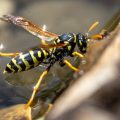 Haus-Feldwespe (Polistes dominula) oder Gallische Feldwespe holt Wasser