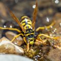 Haus-Feldwespe (Polistes dominula) oder Gallische Feldwespe holt Wasser