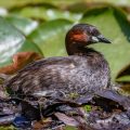 Zwergtaucher (Tachybaptus ruficollis)