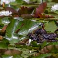 Zwergtaucher (Tachybaptus ruficollis)
