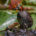 Zwergtaucher (Tachybaptus ruficollis)