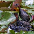 Zwergtaucher (Tachybaptus ruficollis)