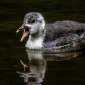 Bläßhuhn (Fulica atra) Junges
