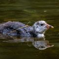 Bläßhuhn (Fulica atra) Junges