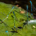Hufeisen-Azurjungfer (Coenagrion puella) bei der Eiablage