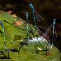 Hufeisen-Azurjungfer (Coenagrion puella) bei der Eiablage