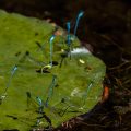Hufeisen-Azurjungfer (Coenagrion puella) bei der Eiablage