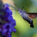 Taubenschwänzchen (Macroglossum stellatarum)
