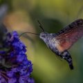 Taubenschwänzchen (Macroglossum stellatarum)