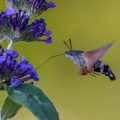 Taubenschwänzchen (Macroglossum stellatarum)
