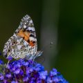 Distelfalter (Vanessa cardui)