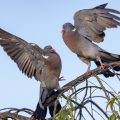 Ringeltauben (Columba palumbus) streiten sich