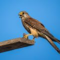 Turmfalke (Falco tinnunculus) Männchen