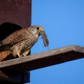 Turmfalke (Falco tinnunculus) Männchen