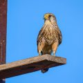 Turmfalke (Falco tinnunculus) Männchen