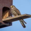 Turmfalke (Falco tinnunculus) Weibchen