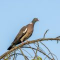 Ringeltaube (Columba palumbus)
