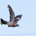 Ringeltaube (Columba palumbus)