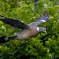 Ringeltaube (Columba palumbus)