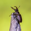 Hirschkäfer (Lucanus cervus) Männchen