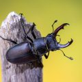 Hirschkäfer (Lucanus cervus) Männchen