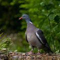 Ringeltaube (Columba palumbus)