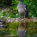 Ringeltaube (Columba palumbus)
