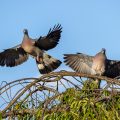 Ringeltaube (Columba palumbus)