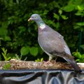 Ringeltaube (Columba palumbus)