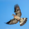 Ringeltaube (Columba palumbus)