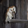 Schleiereule (Tyto alba)