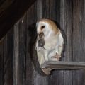 Schleiereule (Tyto alba)