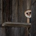 Schleiereule (Tyto alba)