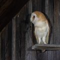 Schleiereule (Tyto alba)