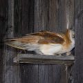 Schleiereule (Tyto alba)