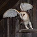 Schleiereule (Tyto alba)