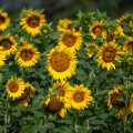 Sonnenblume (Helianthus annuus)