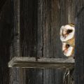 Schleiereule (Tyto alba)