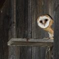 Schleiereule (Tyto alba)