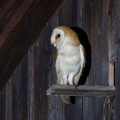 Schleiereule (Tyto alba)