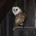 Schleiereule (Tyto alba)