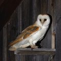 Schleiereule (Tyto alba)