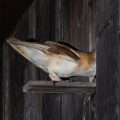 Schleiereule (Tyto alba)