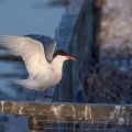 Flußseeschwalbe (Sterna hirundo)