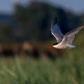 Flußseeschwalbe (Sterna hirundo)