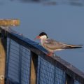 Flußseeschwalbe (Sterna hirundo)