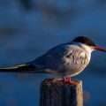 Flußseeschwalbe (Sterna hirundo)