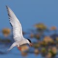 Flußseeschwalbe (Sterna hirundo)