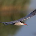 Flußseeschwalbe (Sterna hirundo)